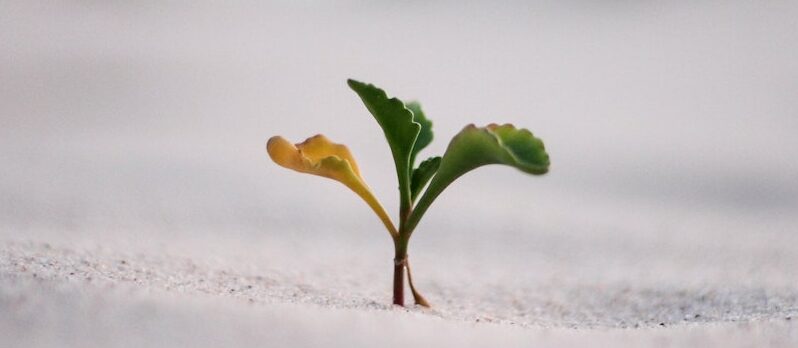 Fundos de investimento Crescer nascer sustentavel esg isr verde growth