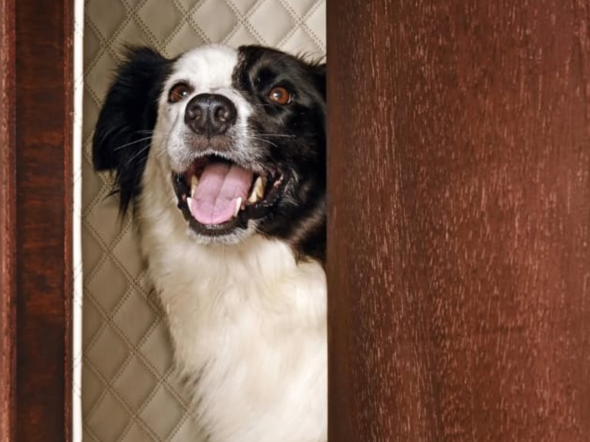 Primeira casa anti-ruídos para pets é aprovada