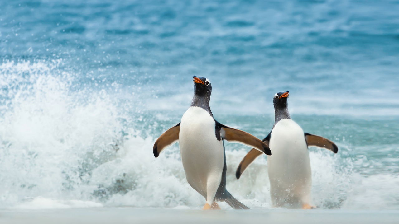Recorde de pinguins encontrados nas praias brasileiras, números surpreendem