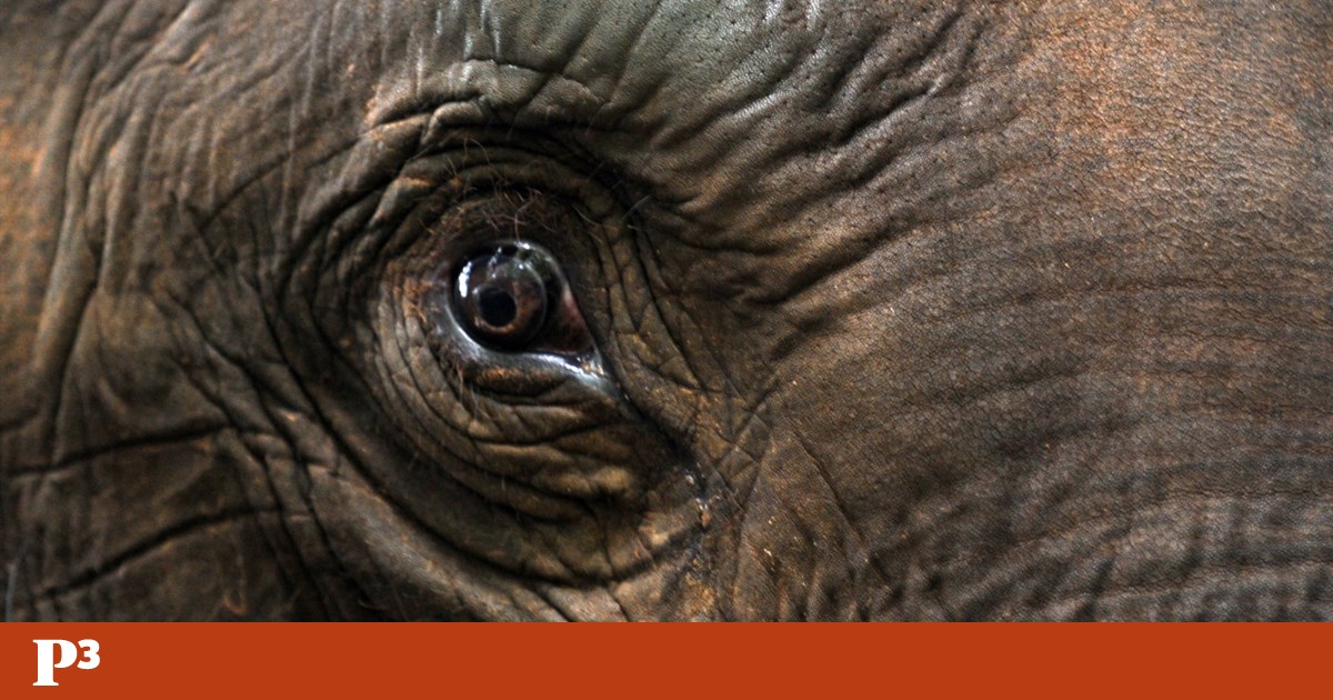 Seis elefantes morrem num acidente com um comboio no Sri Lanka | Conservação da natureza