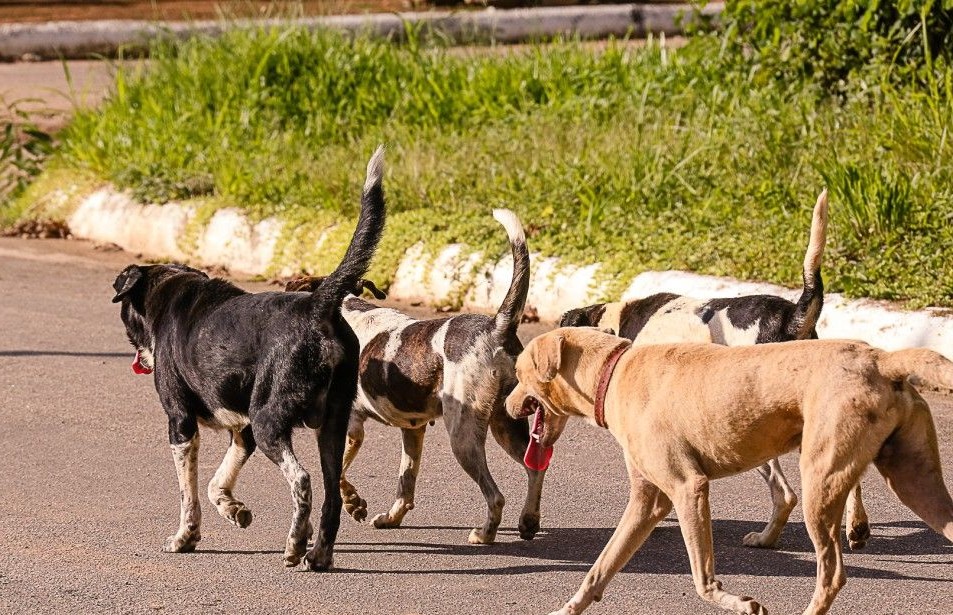 PL propõe responsabilização de tutores por ataques de cães a rebanhos rurais na Bahia - Portal Voz do Campo