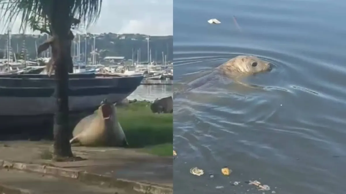 Elefante-marinho comum em regiões polares é visto em praias de Salvador - Portal Voz do Campo
