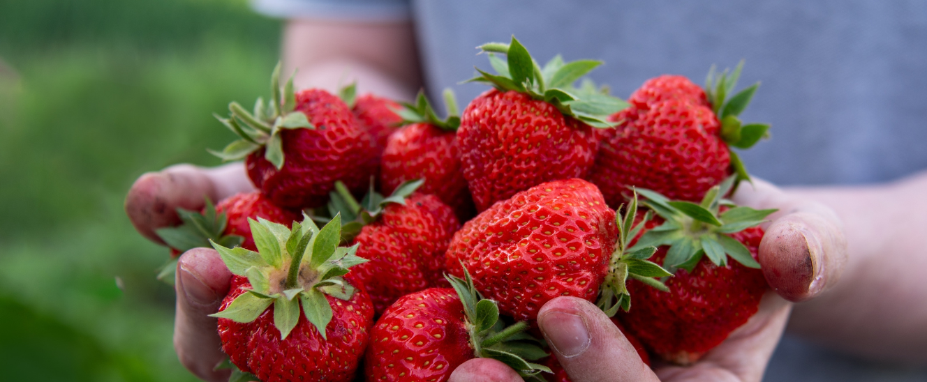 IA NA AGRICULTURA - COMO ROBOS Cultivam Morangos Premium?