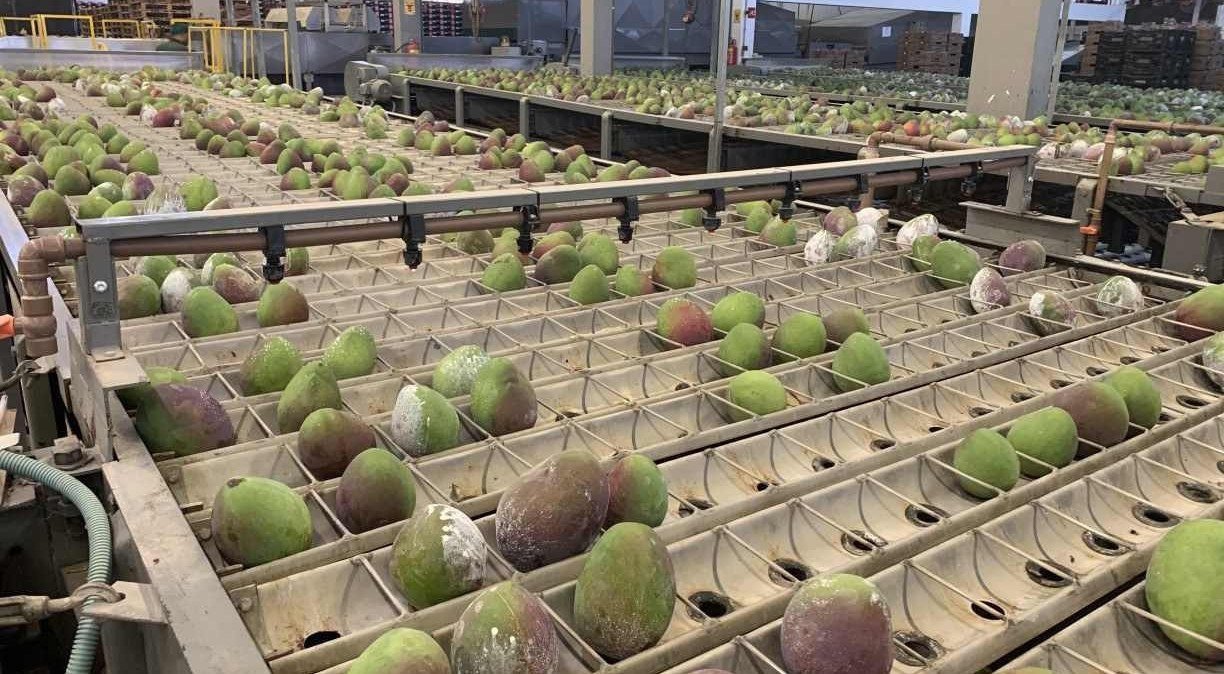 O Protagonismo Invisível da Fruticultura Exportadora