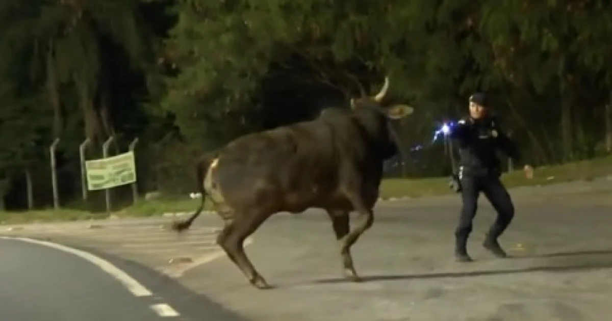 Acidente no Anel Rodoviário de BH: boi investe contra guarda e é contido com choque