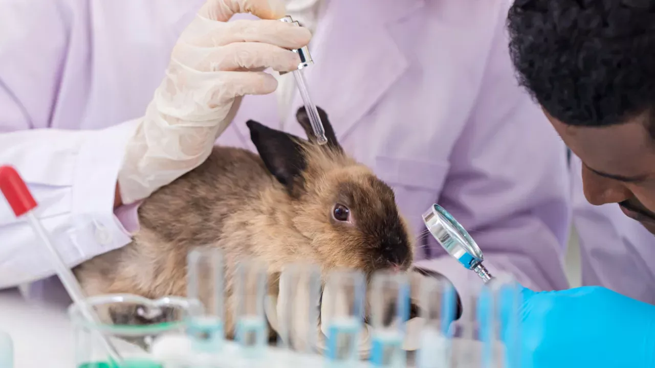 Lei que proíbe uso de animais em testes cosméticos é sancionada - Portal Voz do Campo
