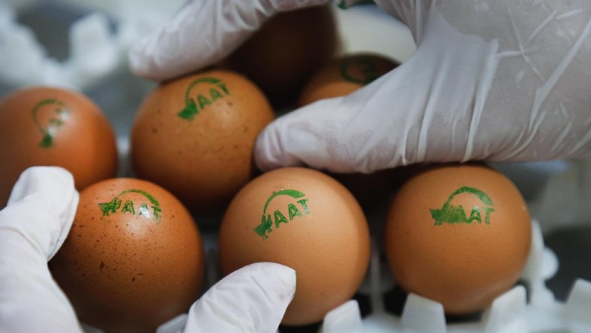 RAIAR ADOTA TECNOLOLOGIA INÉDITA NO PAIS PARA INTERROMPER DESCARTE DE PINTINHOS NA Produção de Ovos