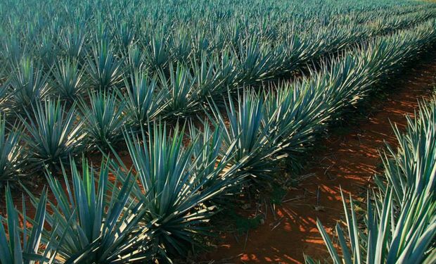 Brasil investe em pesquisa com planta da tequila para produção de etanol