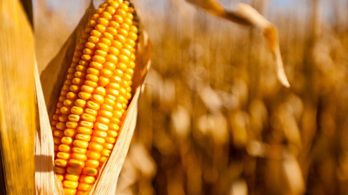 Ferrovia da Rumo é Liberada Após Descarrilamento de Milho