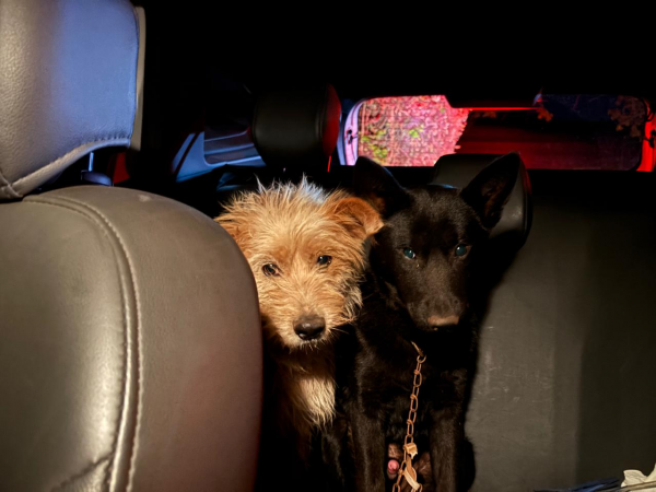 Perita da Polícia Científica do Paraná resgata animais após acidente com vítimas fatais