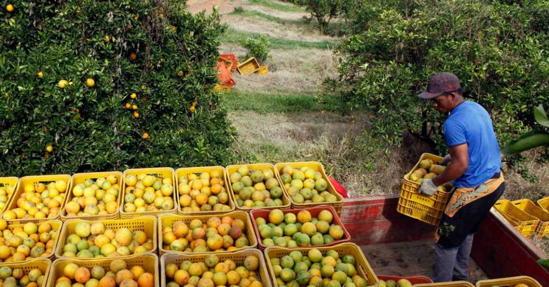 Produção de Laranja é Solução para Solos devastados