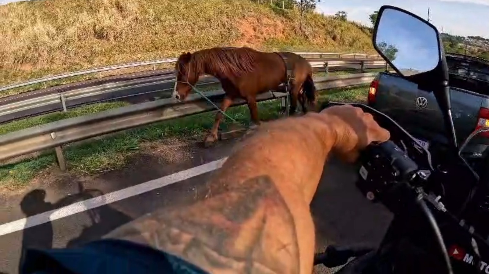 Cavalo solto na pista quase provoca acidente e acende alerta • Marília Notícia