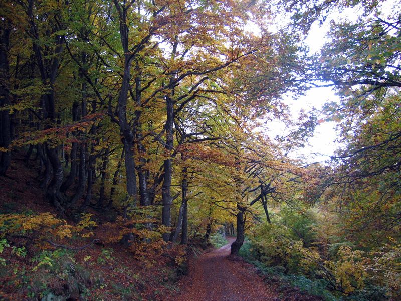 Plantar não é o melhor remédio! Como o ESG pode apoiar o mundo rural