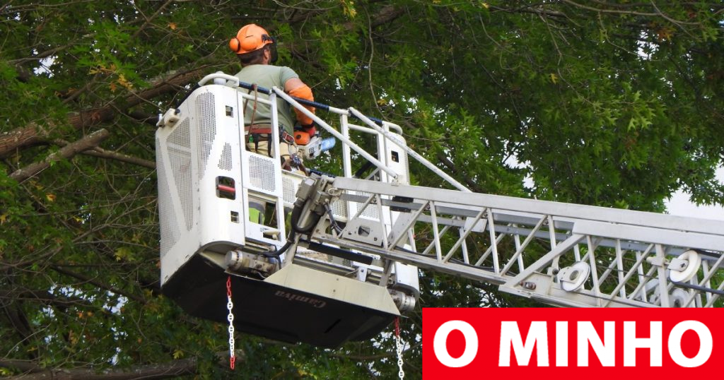 Tribunal obriga seguradora a pagar 128 mil por acidente mortal com queda de árvore