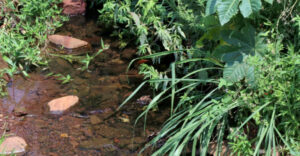 Secretaria do Ambiente recupera 18 nascentes em diferentes áreas de Londrina