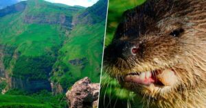 Em 1970, este zoólogo libertou uma espécie de roedor com as melhores intenções — mas hoje, a devastação se mostrou imensa