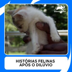 🐱 Os gatos de rua foram os mais afetados pela inundação… suas histórias tristes partem o coração 💔🌧️ #Força-arefaAnimal Aproveite o conteúdo da Discovery em streaming na #HBOMax  Assine agora: https://bit.ly/MAX-AnimalPlanetBR | Animal Planet Brasil