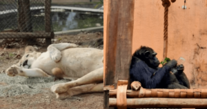 MG: Prefeitura de BH abre sindicância após mortes de animais no zoológico