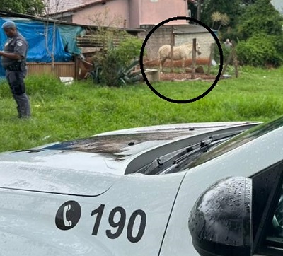 Égua com ferimentos compatíveis com acidente é encontrada nos Prados