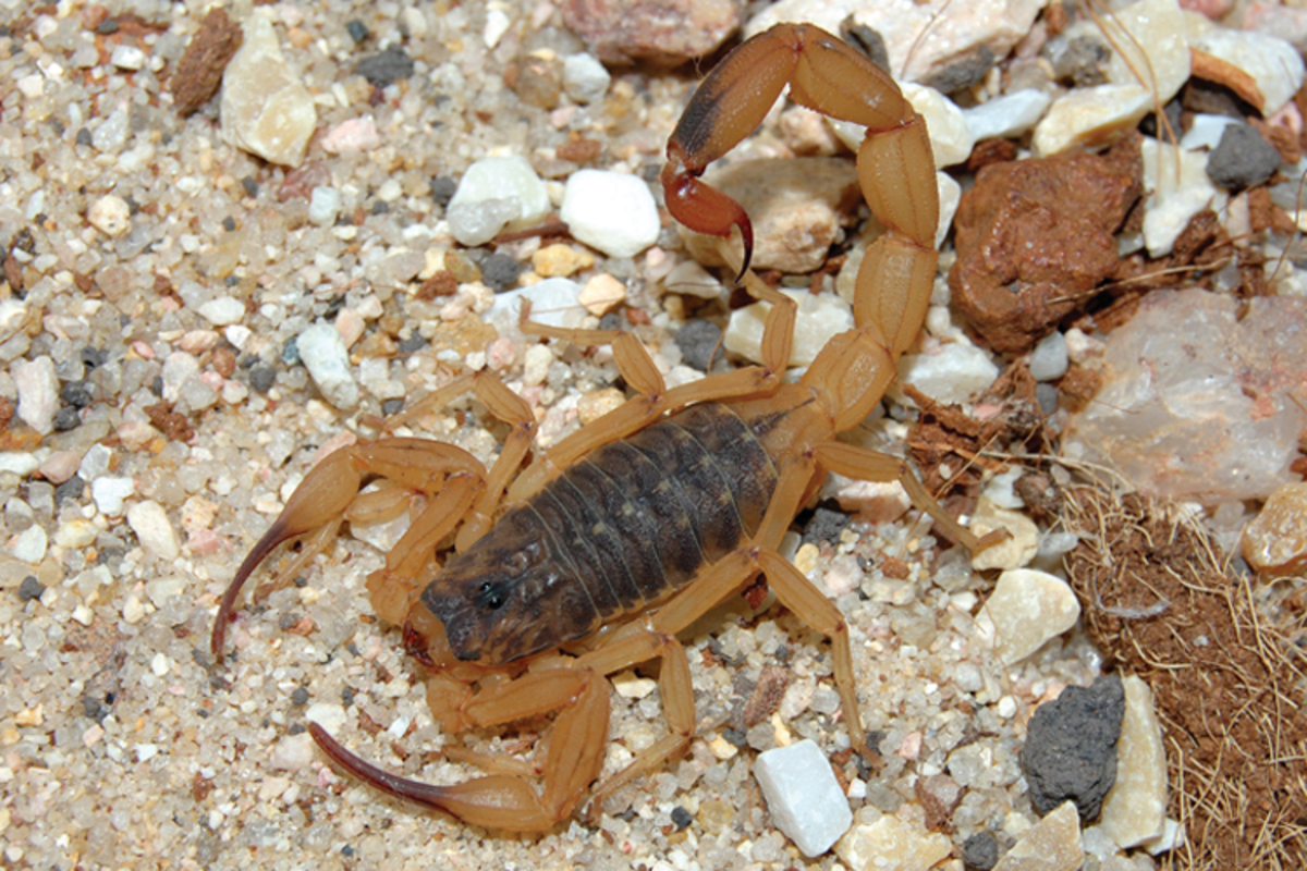 SP alerta para o aumento de casos de acidentes por escorpiões no verão; veja cuidados