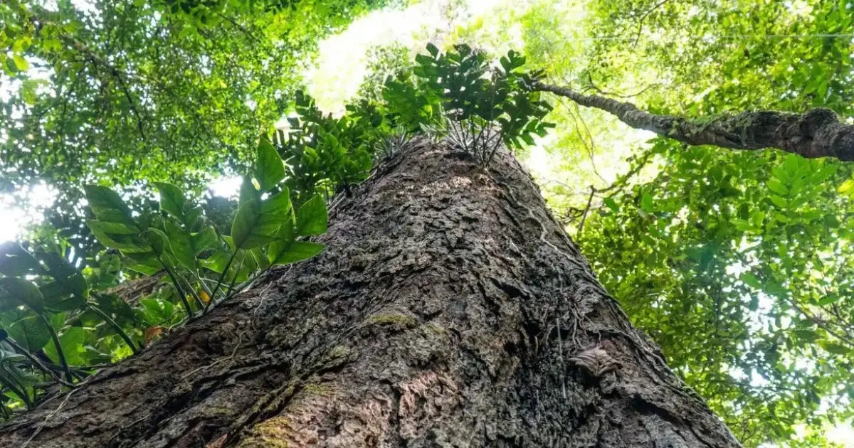 Suíça anuncia doação de mais de R$ 30 milhões do Fundo Amazônia - Portal Voz do Campo