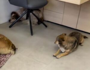 Comerciante transforma loja em abrigo para cães abandonados durante bombardeios na Ucrânia