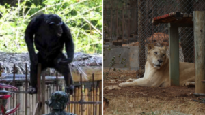 PBH apura possível contaminação ou alteração de anestésicos usados em chimpanzé e leoa do Zoológico