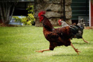 Espanha ordena confinamento de todas as aves devido a gripe. Portugal com elevado risco de contaminação
