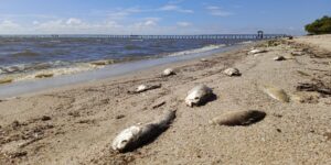 Laudo descarta contaminação da água no Laranjal; pesca predatória segue como hipótese