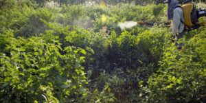 Campanha critica agronegócio por aumento de contaminações ambientais