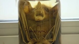 BH identifica morcego com raiva e faz vacinação de cães e gatos