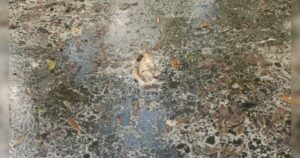 Vazamento de açúcar em trem mata peixes e polui rios em Morretes (PR)