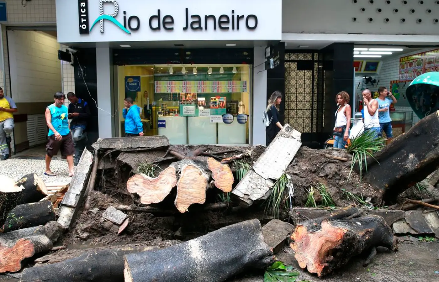 Senado aprova descriminalização de poda de árvore em caso de risco de acidente