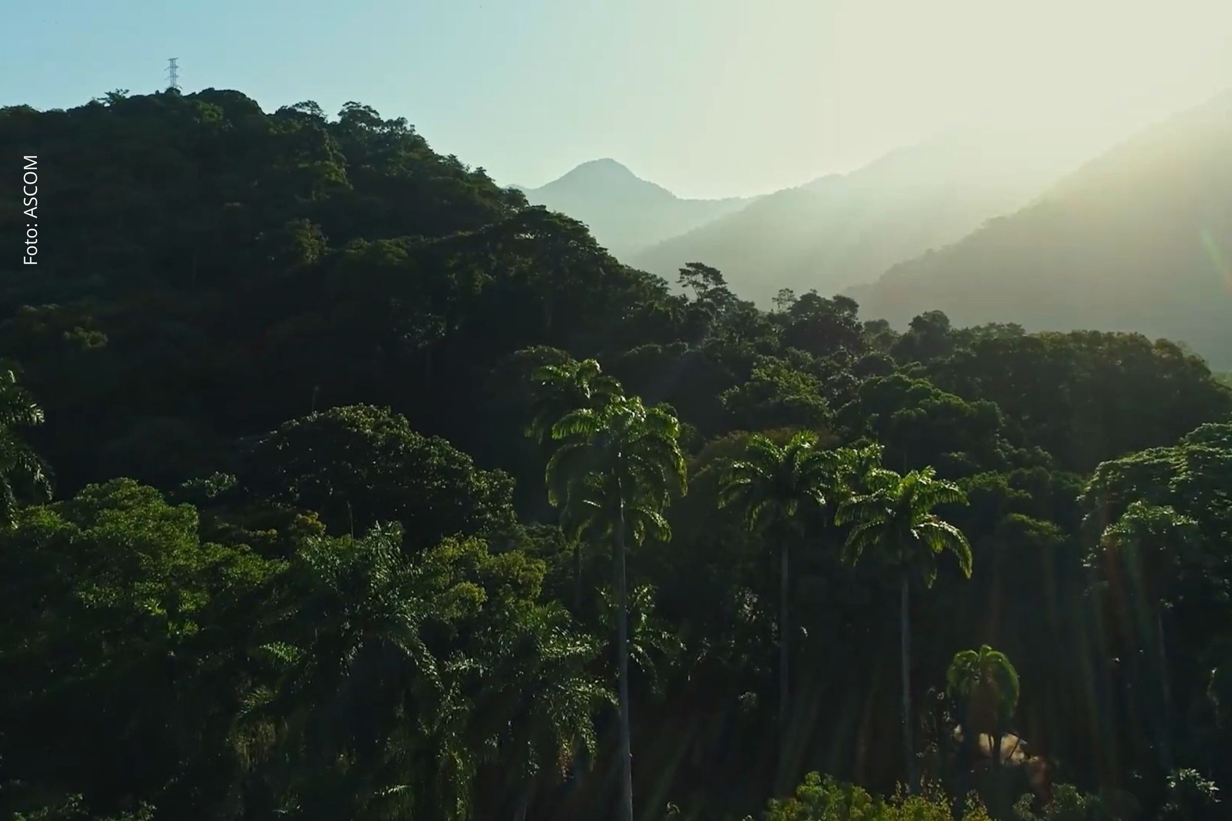 Shell Brasil, Petrobras e CCARBON/USP lançam projeto Carbon Countdown e estruturam maior banco de dados de estoques de carbono do país
