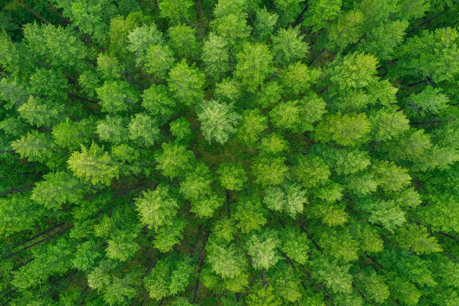 Shell e Petrobras financiam banco de dados abertos para medir estoques de carbono nos ...