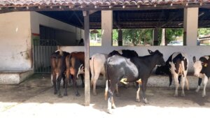 Adeal certifica primeiro estabelecimento com Criação Livre de Brucelose de Alagoas – AL1