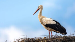 Uma cegonha com 150 plásticos no estômago expõe o colapso da natureza