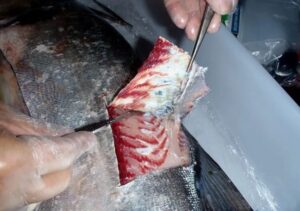 Estudo da UFF revela contaminação por mercúrio em peixes e pescadores da Baía de Guanabara