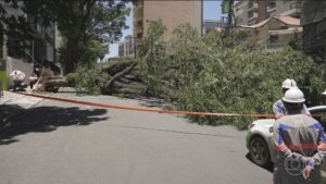 Na capital paulista, queda de mais de 400 árvores agrava falta de energia