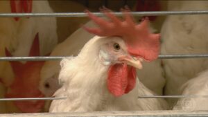 Caso de gripe aviária é confirmado em Cuiabá