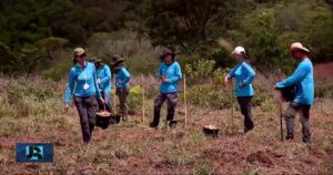 Projeto de reflorestamento tenta frear impactos de desastre ambiental no rio Taquari, em MS – Noticias R7