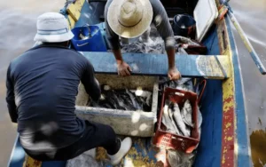 Mercúrio em peixes da Baía de Guanabara acende alerta para saúde de pescadores