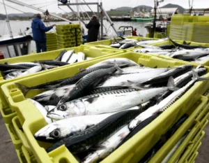 Preocupante: o comércio de peixe espalha pelo mundo as “substâncias químicas eternas”