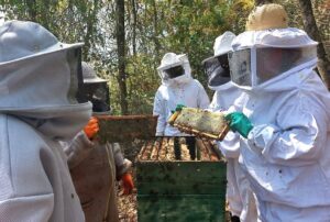 Emater-MG lança cartilha com orientações sobre boas práticas no processamento do mel e prevenção de contaminações