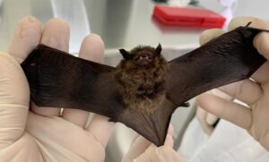 Calor intensifica presença de morcegos e Saúde alerta para cuidados com a raiva – Tribuna do Vale