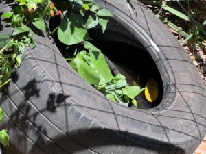 Queda de casos de dengue em 2025 mascara risco de explosão epidêmica em 2026