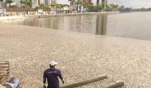 Com 5 toneladas de peixes mortos, MP, Polícia Civil e Defensoria apuram desastre ambiental em CG