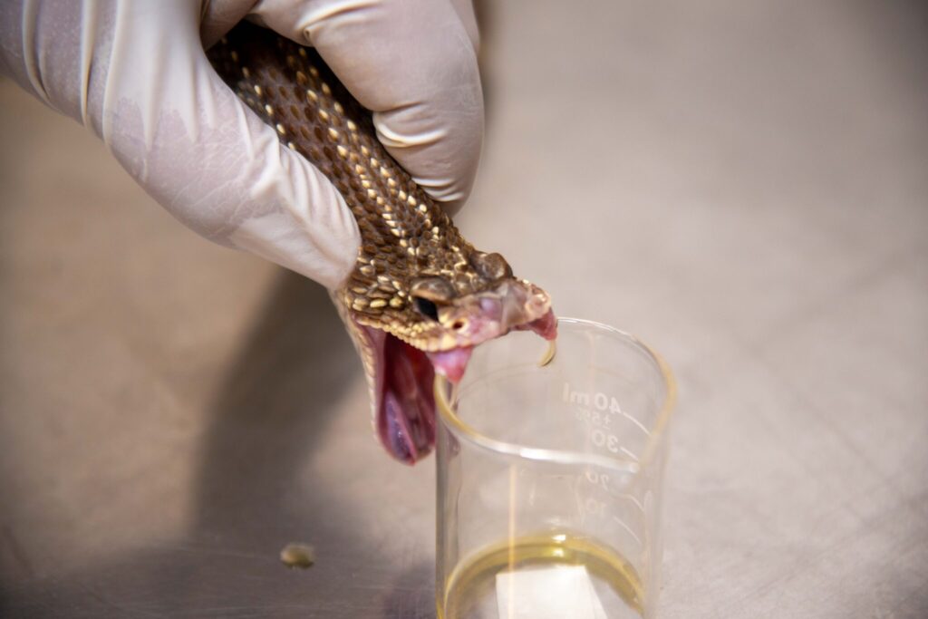 Minas Reforça Prevenção E Atendimento A Acidentes Com Animais Peçonhentos