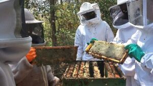 Nova cartilha da Emater-MG orienta práticas no processamento do mel