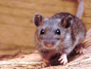 Município deve pagar pensão à família de servidor contaminado no trabalho